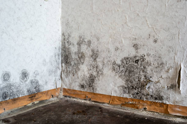 Best Mold removal after water damage  in Stilwell, OK